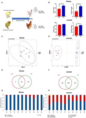 Intestinal Microbiota Regulate Certain Meat Quality Parameters in Chicken